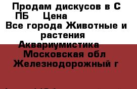 Продам дискусов в С-ПБ. › Цена ­ 3500-4500 - Все города Животные и растения » Аквариумистика   . Московская обл.,Железнодорожный г.